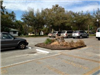 tree stump in parking lot