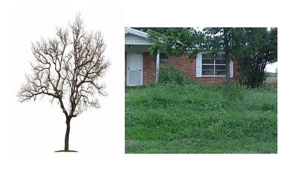 Dead tree and overgrown grass